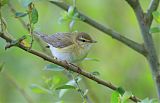 Willow Warblerborder=